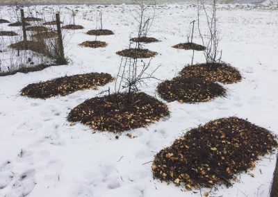 Marktäckning med flis