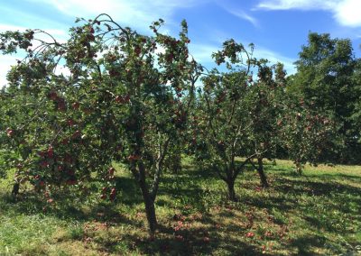 Tips på beskärning av äppleträd