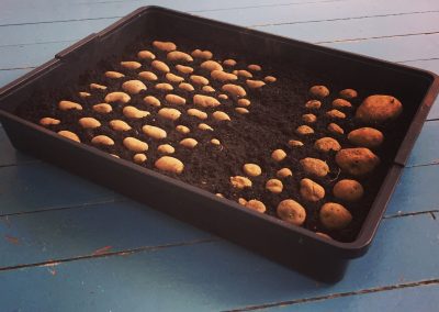 Förgro potatis